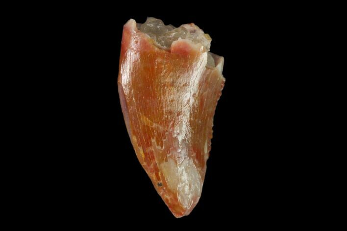 Bargain, Raptor Tooth - Real Dinosaur Tooth #158933